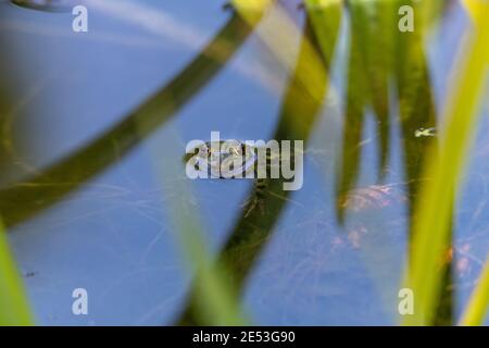Frog sitting in the water, head being submerged by the water almost entirely Stock Photo