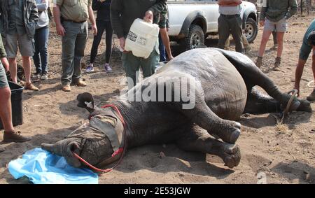 Mature Female Black Rhino that has been darted from a helicopter so that a tracking device can be inserted into her horn (South Africa) Stock Photo