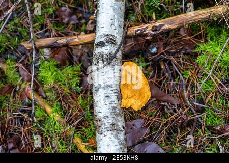 Tree mushroom golden jelly fungus on the birch branch. Stock Photo