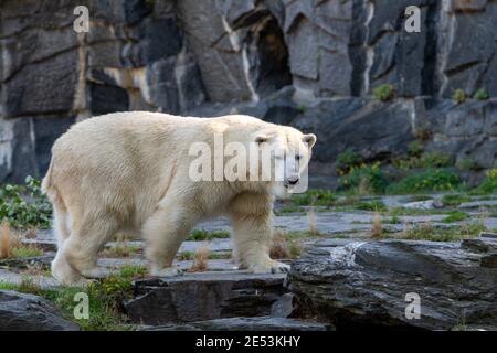 Polar Bear walking on stones Stock Photo