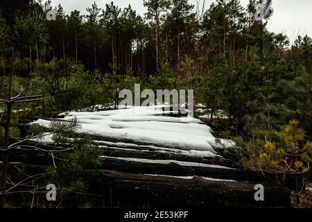 Stacked large log firewood with snow covered in forest reserve on wintertime Stock Photo