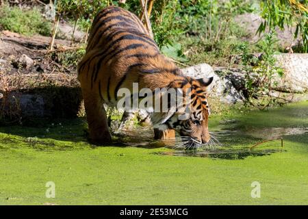 Tiger moving its head towards teh water trying to drink from a sea with a lot of water lentils (common duckweed) in it Stock Photo