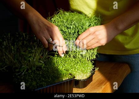 Woman cut by scissors microgreen at wooden table, hard light, close up, copy space. Home gardering, vegan, healthy food, Superfoods. Stock Photo