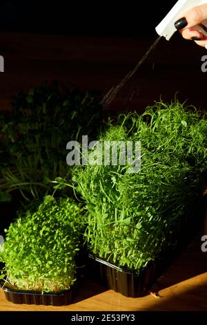 Woman spraying microgreen with water at wooden table, hard light, close up, copy space. Home gardering, vegan, healthy food. Stock Photo