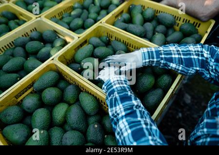 https://l450v.alamy.com/450v/2e53r9m/farmer-hands-resting-on-avocados-boxesharvest-season-organic-avocado-plantations-in-vlez-mlaga-andalusia-spain-2e53r9m.jpg