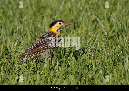 Campo Flicker (Colaptes campestris), on a lawn outside the Sheraton Hotel, Iguacu Falls, Misiones, Argentina 22 Jan 2016 Stock Photo