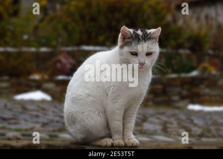 White stray cat looking at the camera, portrait photo of a cat Stock Photo