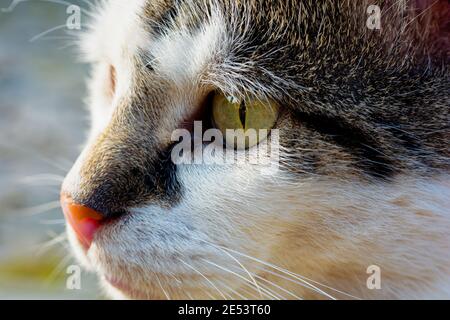 Close-up photo of female cat, calico cat face photo Stock Photo