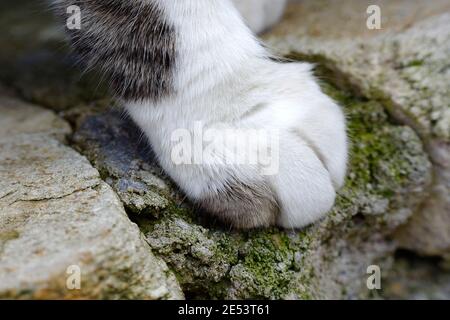 Stepped on 2024 cat's paw