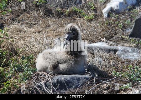 Waved Albatross chick in the Galapagos Islands Stock Photo