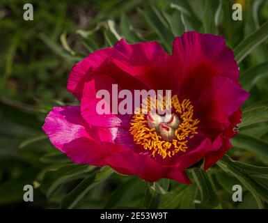 The wild peony, Paeonia officinalis, is a plant belonging to the Paeoniaceae family, native to southern Europe Stock Photo