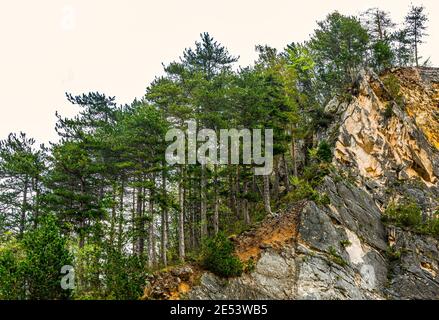 Black Pine Forest on the edge of a rocky wall. Maiella National Park, Abruzzo, Italy, Europe Stock Photo