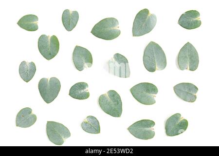 Pattern texture with green leaves eucalyptus isolated on white background. lay flat, top view Stock Photo