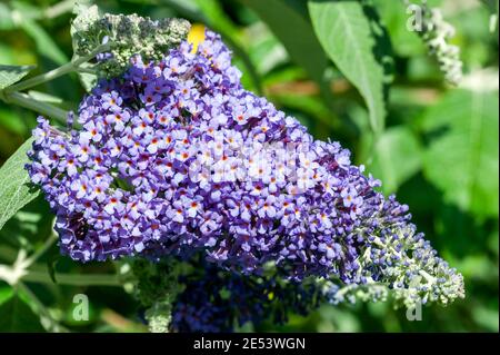 Buddleja fallowiana 'Lochinch' a summer flowering shrub plant with a purple summertime flower commonly known as butterfly bush which is in bloom from Stock Photo