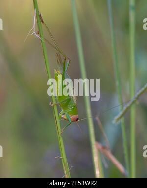 Red-headed meadow katydid (Orchelimum erythrocephalum), Monroeville, Alabama, USA  Kingdom: Animalia Phylum: Arthropoda Class: Insecta Order: Orthopte Stock Photo