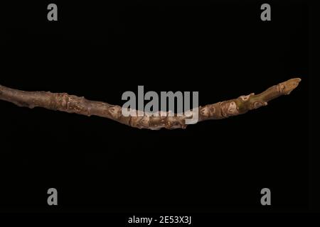 Manchurian Walnut (Juglans mandshurica). Wintering Twig Closeup Stock Photo