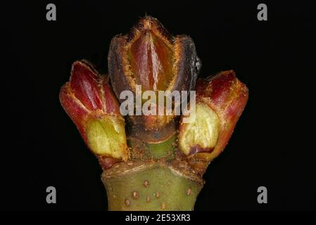 acer saccharum buds