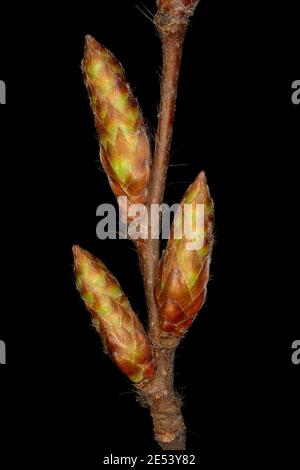 Hornbeam (Carpinus betulus). Buds Closeup Stock Photo