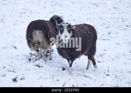 Shetland lambs black with white faces and black eye patches on pasture covered by a light snow covering in winter, Berkshire, January Stock Photo