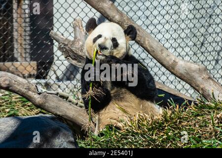 Closeup of Panda bear eating bamboo shoot at the Toronto Zoo Stock Photo