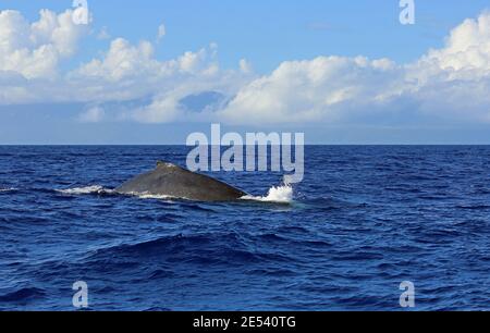 Whales back - Humpback Whale - Maui, Hawaii Stock Photo