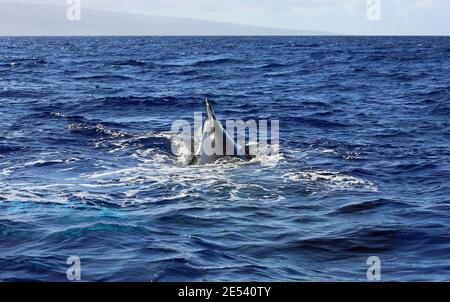 Whales back fin - Humpback Whale - Maui, Hawaii Stock Photo