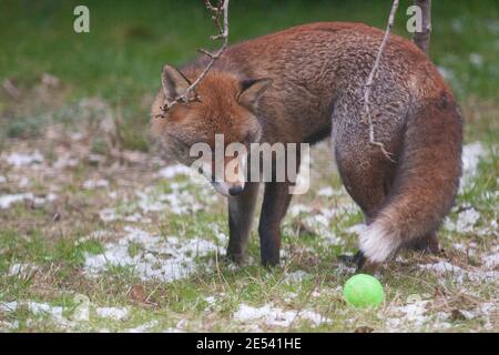 UK weather, London, 26 January 2021: a male fox plays with a plastic ball in a garden in Clapham, south London, as scraps of snow remain in continued wintry weather. Anna Watson/Alamy Live News Stock Photo