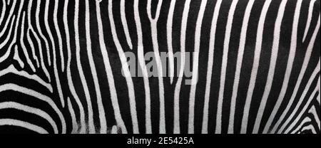 Zebra stripes, Beautiful natural background. Close-up view of zebra stripes. Stock Photo