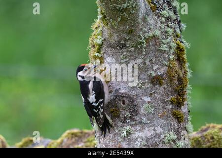 Juvenile great spotted woodpecker (Dendrocopos major) on ash tree, Northumberland, UK Stock Photo