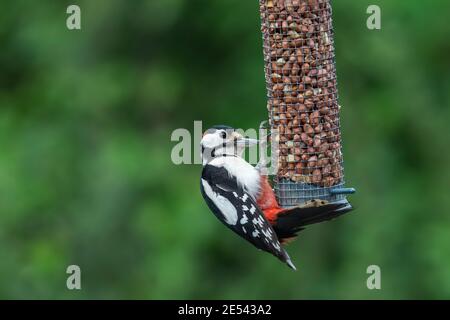 Male great spotted woodpecker (Dendrocopos major) on peanut feeder, Northumberland, UK