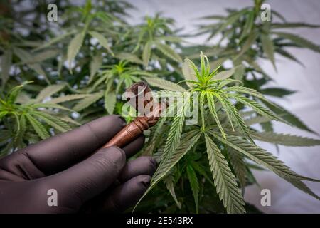 wooden smoking pipe in hand with a black glove next to a cannabis bush Stock Photo