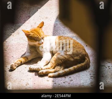 An orange and white colored cat sleeping in the morning ray of light on a concrete floor. Stock Photo