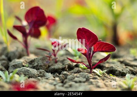 Deep reddish coloured leaves also called red leafy or Spinach or creeper Stock Photo