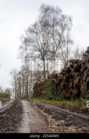 A muddy path, next to a log pile on a grey moody day in the countryside, Gloucestershire, UK. Stock Photo