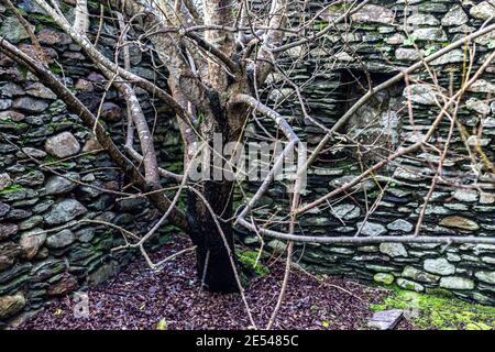 Tree growing in old abandoned house, County Kerry, Ireland Stock Photo