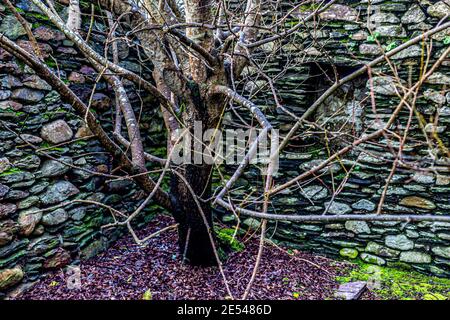 Tree growing in old abandoned house, County Kerry, Ireland Stock Photo