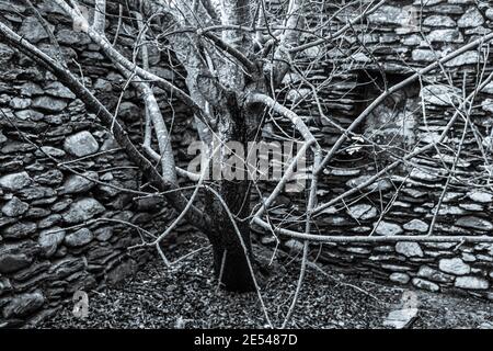 Tree growing in old abandoned house, County Kerry, Ireland Stock Photo