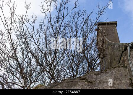 Tree growing in old abandoned house, County Kerry, Ireland Stock Photo