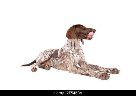 German Short haired Pointer puppy in front of a white background Stock Photo