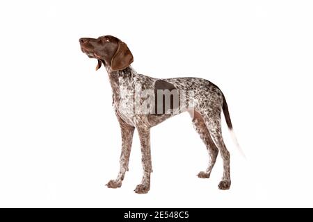 German Short haired Pointer puppy in front of a white background Stock Photo