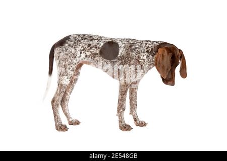 German Short haired Pointer puppy in front of a white background Stock Photo