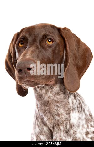 German Short haired Pointer puppy in front of a white background Stock Photo