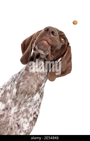 German Short Haired Pointer puppy laying outside in grass with stick ...