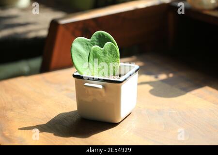 heart shaped pot plant Stock Photo