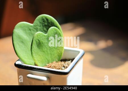 heart shaped pot plant Stock Photo