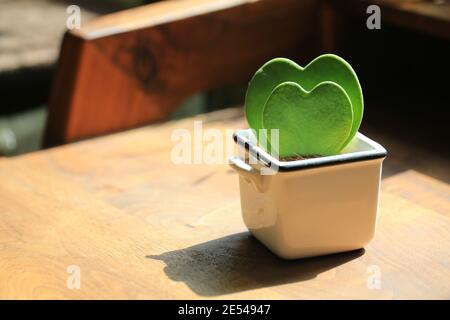 heart shaped pot plant Stock Photo