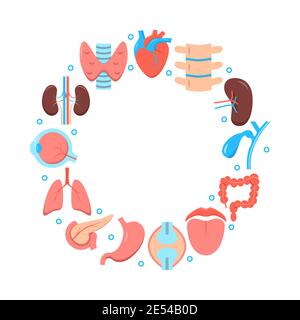 Vector round icons of human organs like skin, brain and blood system ...