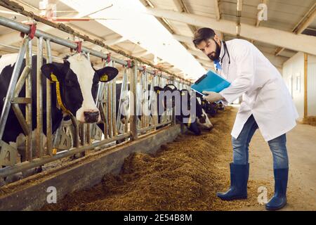 Livestock veterinarian with clipboard checking on cows in barn stables on dairy farm Stock Photo