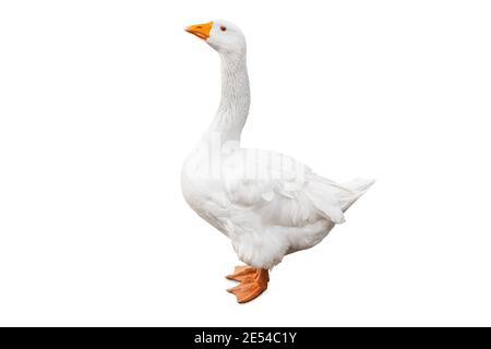 White domestic goose isolated on white background with clpping path Stock Photo