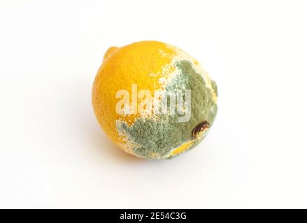 Blue mold on yellow lemon. Spoiled rotting fruit with mold on a white background. Blue-green mold on citrus fruits. Stock Photo